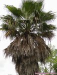 Washingtonia robusta� 