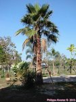 Washingtonia robusta� 