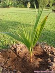 Washingtonia robusta� 