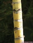 Ptychosperma sp. hybride 