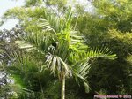 Ptychosperma sp. hybride 