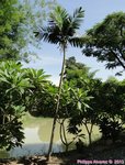 Ptychosperma sp. hybride 
