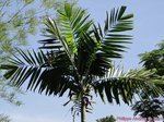 Ptychosperma sp. hybride 