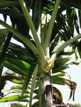 Ptychosperma sp. hybride 