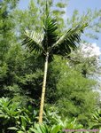 Ptychosperma sp. hybride 