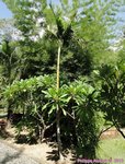 Ptychosperma sp. hybride 