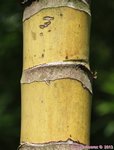 Ptychosperma sp. hybride 