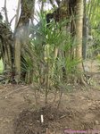 Rhapis multifida 