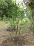 Rhapis multifida 