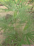 Rhapis multifida 