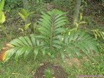 Dypsis lanceolata 