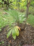 Dypsis lanceolata 