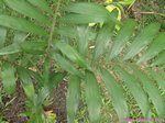 Dypsis lanceolata 