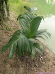 Areca macrocalyx ex A.glandiformis 