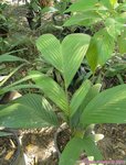 Pinanga palustris