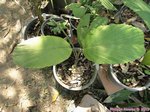 Wettinia hirsuta