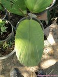Wettinia hirsuta