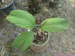 Wettinia hirsuta