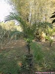 Gaussia maya 