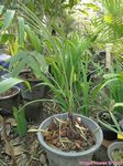 Trachycarpus martianus sp. Nagaland * ukhrulense / Birmanie 