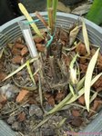 Trachycarpus martianus sp. Nagaland * ukhrulense / Birmanie 