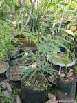 Ptychosperma sp. Wotoboho hybride