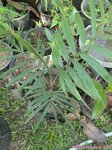 Ptychosperma sp. Wotoboho hybride