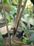 Ptychosperma sp. Wotoboho hybride