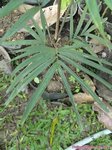 Ptychosperma sp. Wotoboho hybride