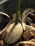 Areca catechu * Tr�s gros fruits * Hybride ?