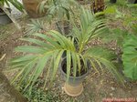 Areca vestiaria 'yellow leaf form'