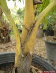 Areca vestiaria 'yellow leaf form'