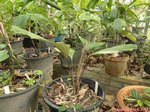 Arenga brevipes variegata