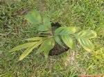 Pinanga brevipes