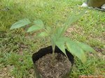 Pinanga brevipes
