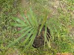 Kentiopsis pyriformis