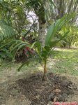 Areca vestiaria 'orange leaf form' solitaire