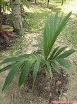 Areca vestiaria 'orange leaf form' solitaire