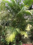 Euterpe oleracea 