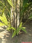 Bactris gasipaes 