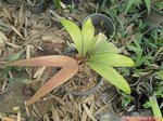 Pholidostachys sp. 