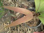Pholidostachys sp. 