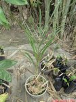 Dypsis arenarum 