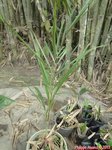 Dypsis arenarum 
