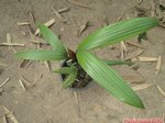 Welfia regia