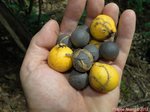 Oraniopsis appendiculata fruits jaunes