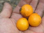 Oraniopsis appendiculata fruits orange