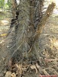 Phoenicophorium borsigianum 