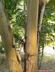 Phoenicophorium borsigianum 
