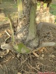 Syagrus cocoides 